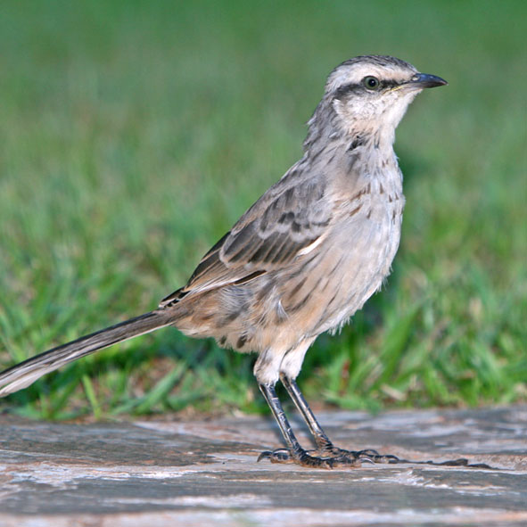 Observar aves en Coahuila